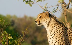 Botswana Safari - Travel to Botswana with Vayeni - Cheetah in Botswana