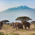 Amboseli