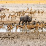 Etosha